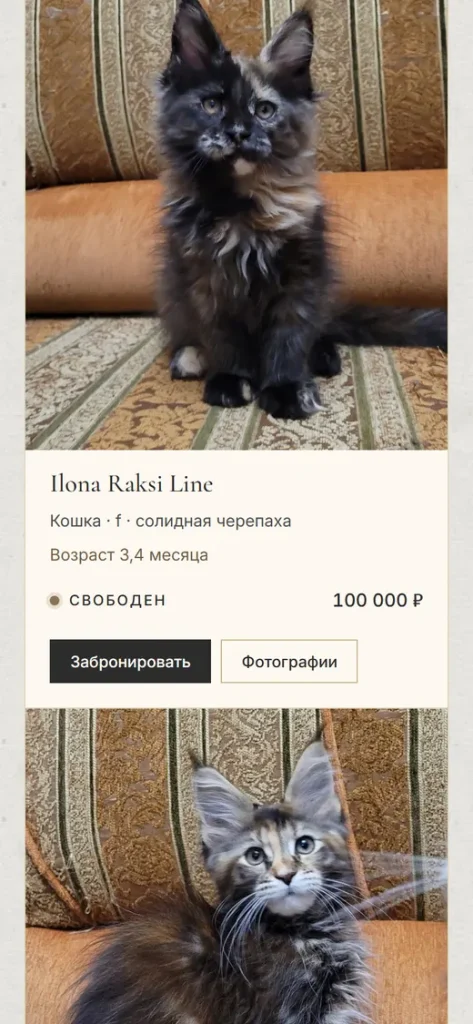 Та же страница на телефоне: карточка котёнка с ценой и кнопкой «Забронировать»